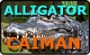 AlligatorCaiman